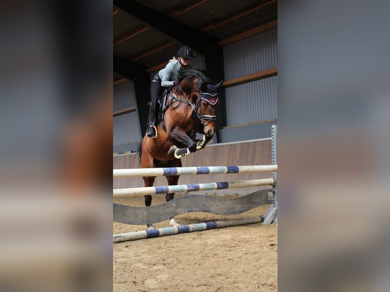 Hannoveraner Wallach 9 Jahre 164 cm Brauner in Hamersen