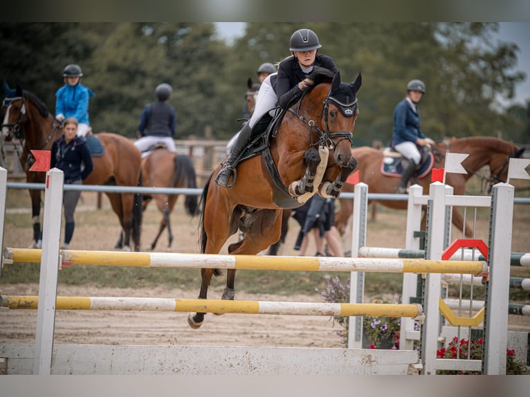 Hannoveraner Wallach 9 Jahre 164 cm Brauner in Waltrop