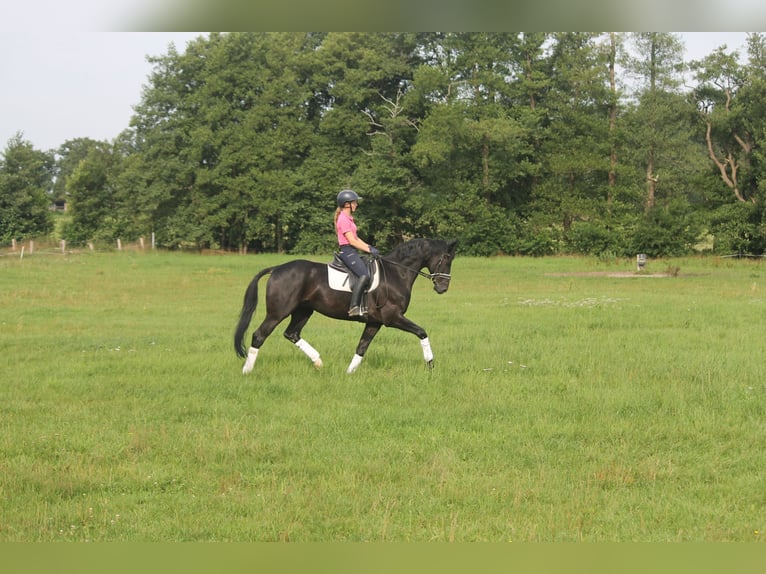 Hannoveraner Wallach 9 Jahre 164 cm Rappe in Hepstedt