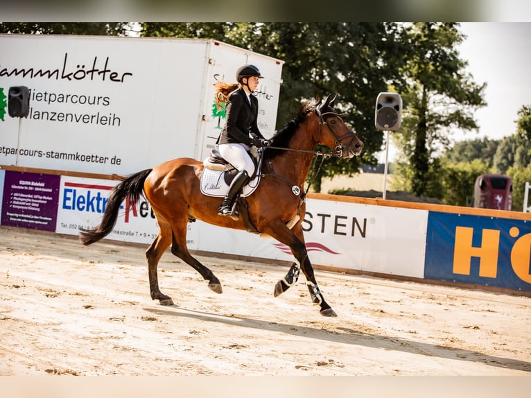 Hannoveraner Wallach 9 Jahre 165 cm Brauner in Beelen