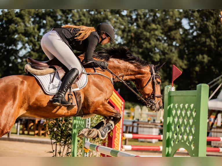 Hannoveraner Wallach 9 Jahre 165 cm Brauner in Beelen