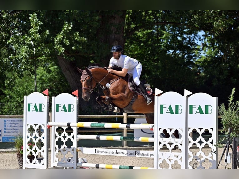Hannoveraner Wallach 9 Jahre 165 cm Brauner in Nidda