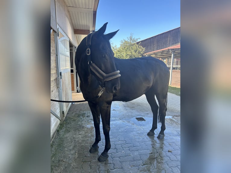 Hannoveraner Wallach 9 Jahre 165 cm Rappe in Walldorf