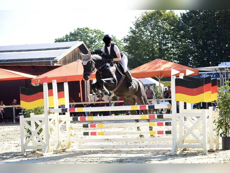 Hannoveraner Wallach 9 Jahre 165 cm Rappe in Walldorf