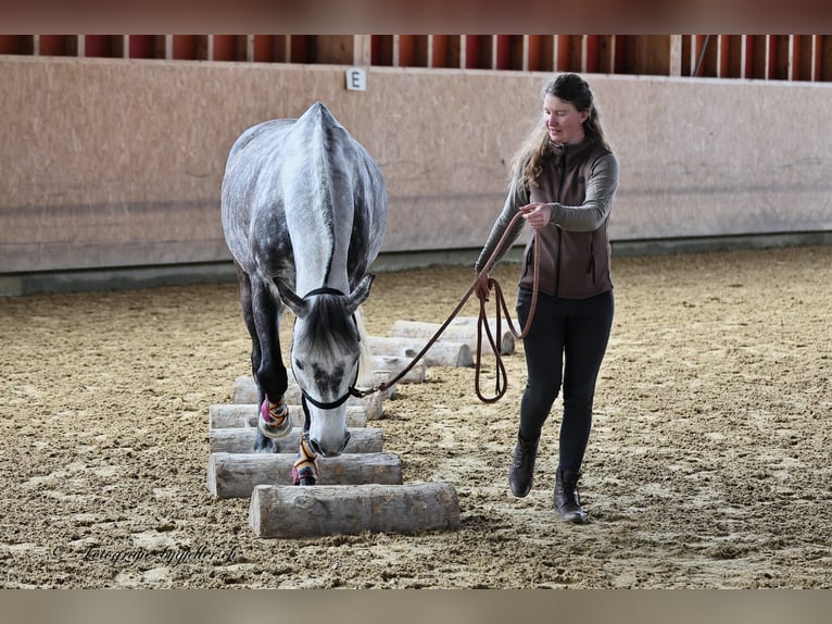 Hannoveraner Wallach 9 Jahre 165 cm Schimmel in Gontenschwil