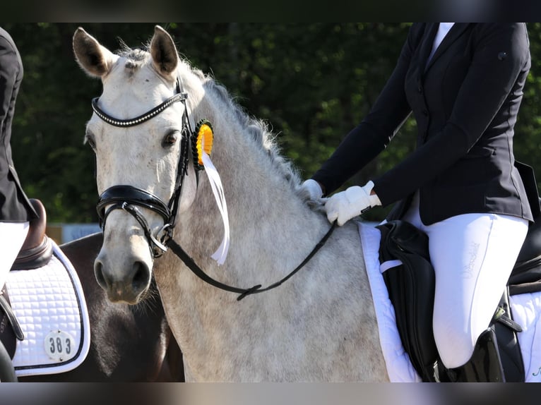 Hannoveraner Wallach 9 Jahre 165 cm Schimmel in Wedemark