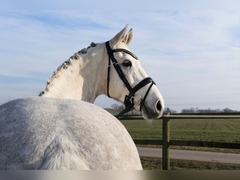 Hannoveraner Wallach 9 Jahre 165 cm Schimmel in Wedemark