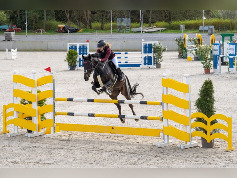 Hannoveraner Wallach 9 Jahre 165 cm Schwarzbrauner in Arnsberg