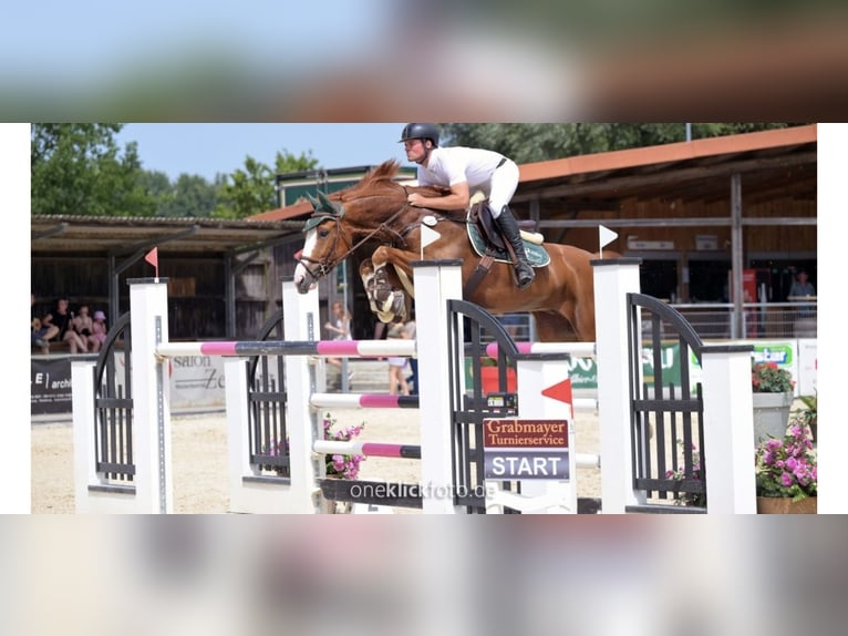 Hannoveraner Wallach 9 Jahre 166 cm Fuchs in Fraunberg