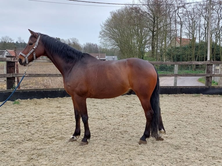 Hannoveraner Wallach 9 Jahre 167 cm Brauner in Wingene