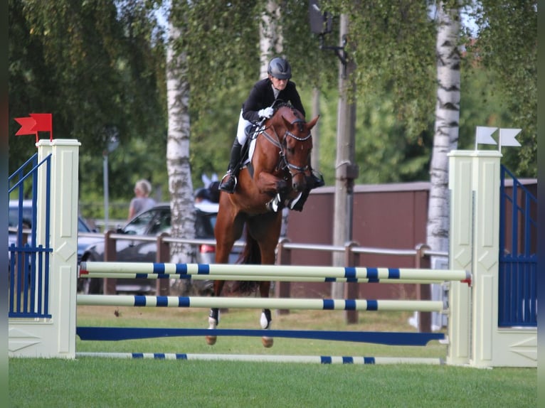 Hannoveraner Wallach 9 Jahre 167 cm Brauner in Porta Westfalica