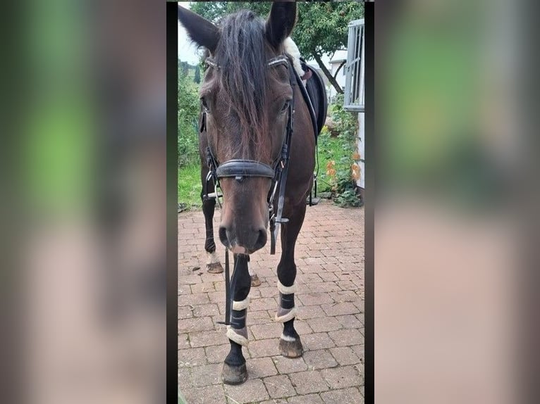 Hannoveraner Wallach 9 Jahre 167 cm Dunkelbrauner in Treuchtlingen
