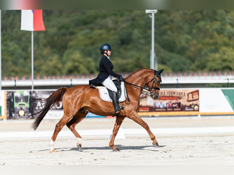 Hannoveraner Wallach 9 Jahre 167 cm Fuchs in Slatinské Lazy