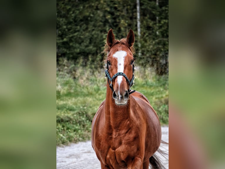 Hannoveraner Wallach 9 Jahre 167 cm Fuchs in BischofswiesenBischofswiesen