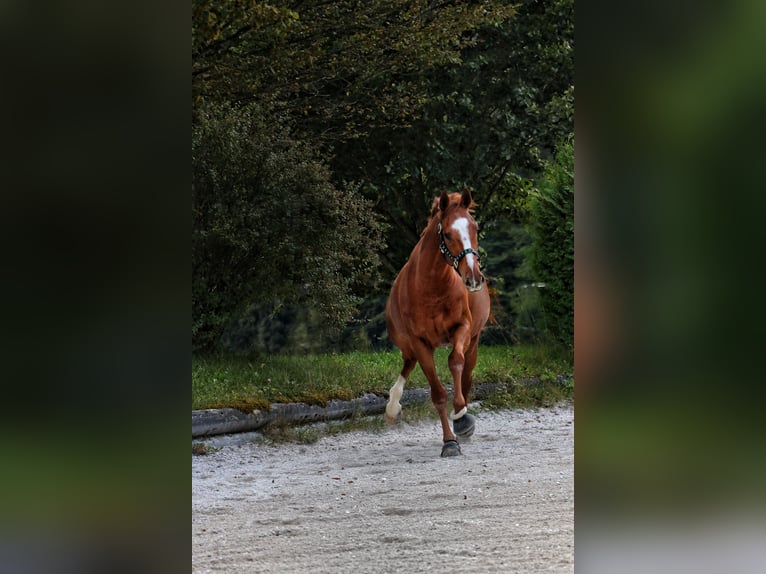 Hannoveraner Wallach 9 Jahre 167 cm Fuchs in BischofswiesenBischofswiesen