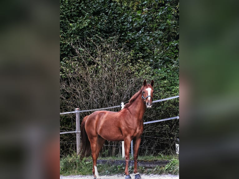 Hannoveraner Wallach 9 Jahre 167 cm Fuchs in BischofswiesenBischofswiesen