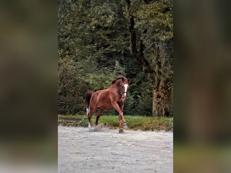 Hannoveraner Wallach 9 Jahre 167 cm Fuchs in BischofswiesenBischofswiesen