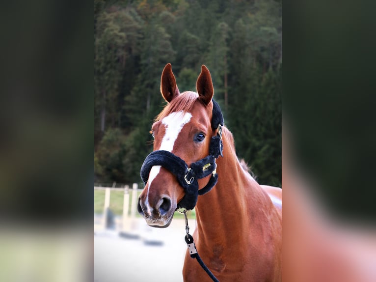 Hannoveraner Wallach 9 Jahre 167 cm Fuchs in BischofswiesenBischofswiesen