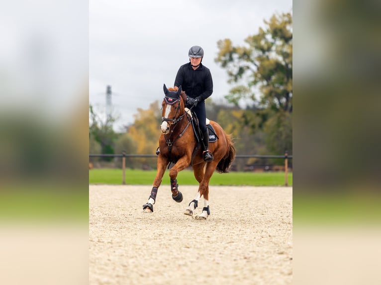 Hannoveraner Wallach 9 Jahre 167 cm Fuchs in Szamotuły