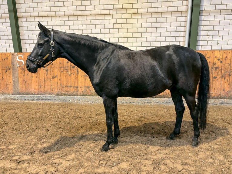 Hannoveraner Wallach 9 Jahre 167 cm Rappe in Würselen