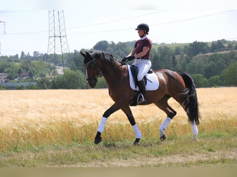 Hannoveraner Wallach 9 Jahre 168 cm Brauner in Magstadt