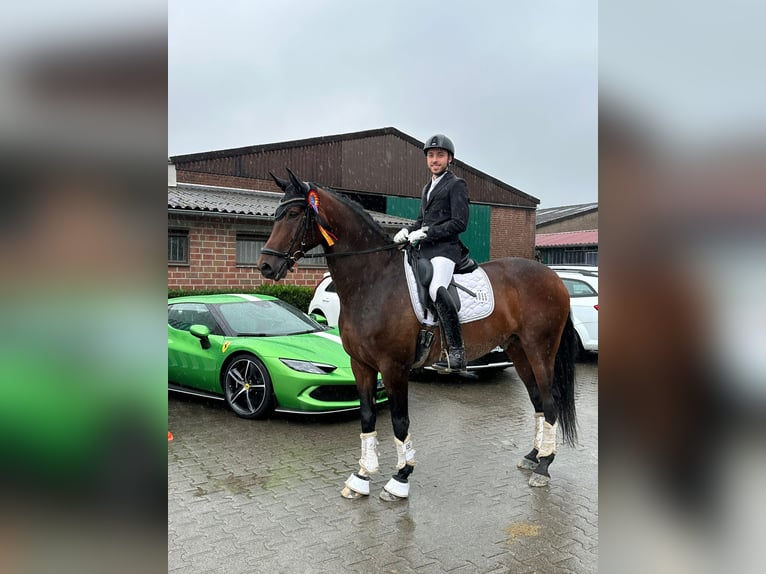Hannoveraner Wallach 9 Jahre 168 cm Dunkelbrauner in MönchengladbachMönchengladbach