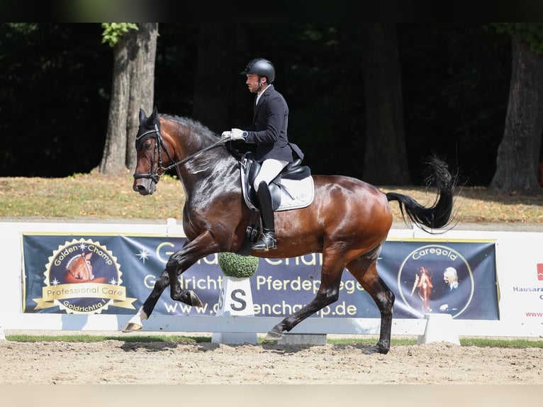 Hannoveraner Wallach 9 Jahre 168 cm Dunkelbrauner in MönchengladbachMönchengladbach