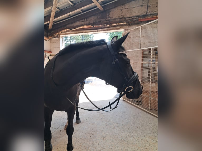 Hannoveraner Wallach 9 Jahre 168 cm Rappe in Bad sobernheim
