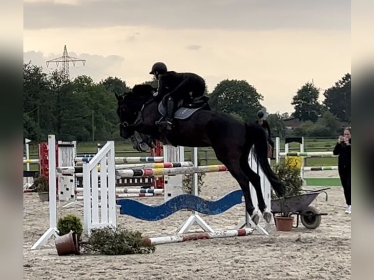Hannoveraner Wallach 9 Jahre 168 cm Rappe in Nienburg (Weser)