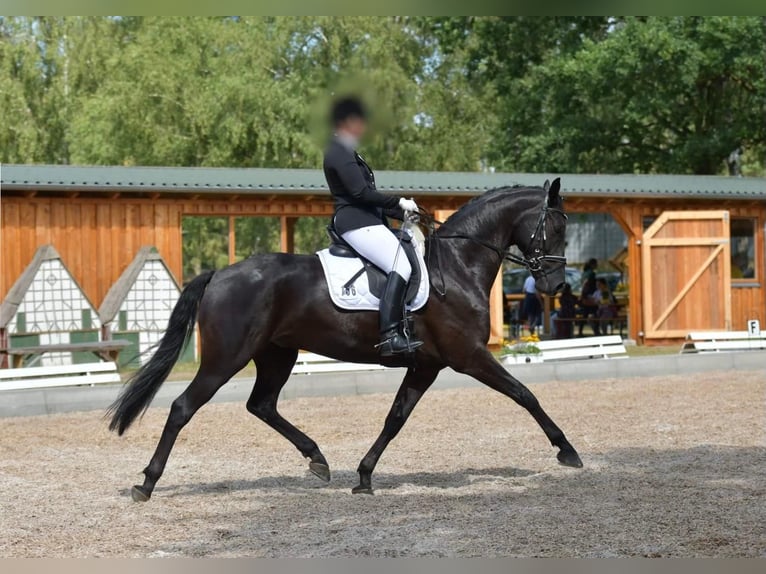 Hannoveraner Wallach 9 Jahre 169 cm Dunkelbrauner in L&#xFC;neburg