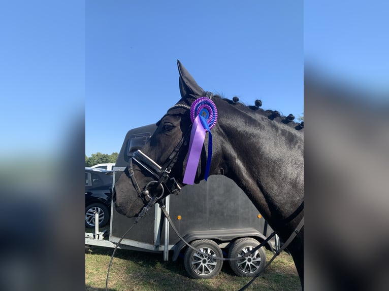 Hannoveraner Wallach 9 Jahre 169 cm Dunkelbrauner in L&#xFC;neburg