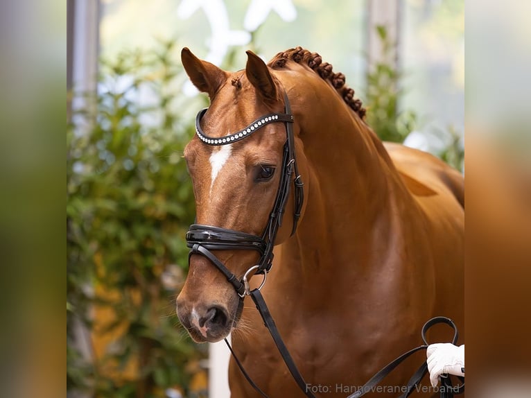 Hannoveraner Wallach 9 Jahre 169 cm Fuchs in Verden (Aller)