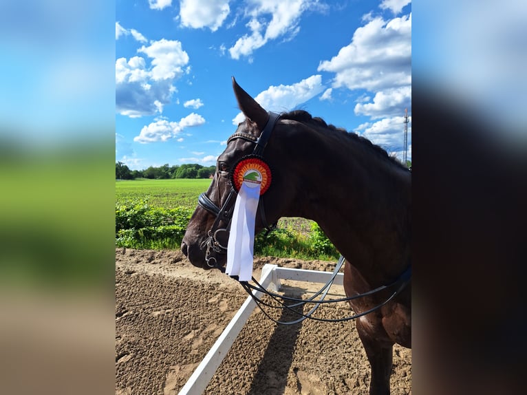 Hannoveraner Wallach 9 Jahre 169 cm Rappe in Rosengarten