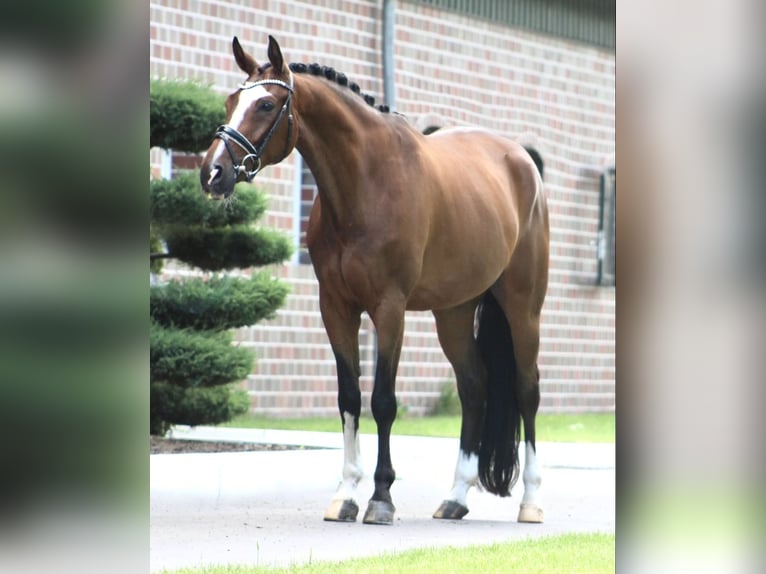 Hannoveraner Wallach 9 Jahre 170 cm Brauner in Berne Hannoveraner Wallach 9 Jahre 170 cm Brauner in Berne