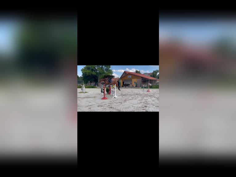 Hannoveraner Wallach 9 Jahre 170 cm Brauner in Parthenstein