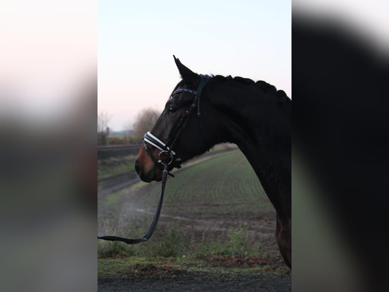 Hannoveraner Wallach 9 Jahre 170 cm Dunkelbrauner in Bad Salzdetfurth