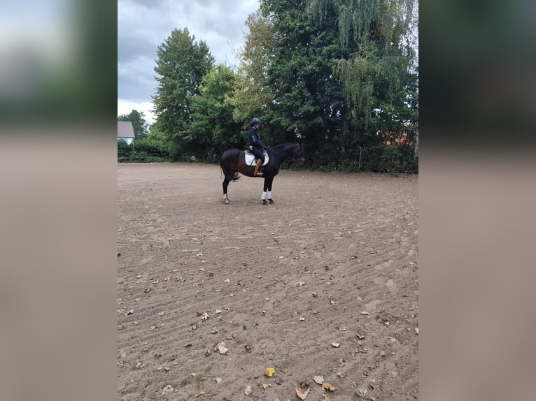 Hannoveraner Wallach 9 Jahre 170 cm Dunkelbrauner in Bad Salzdetfurth