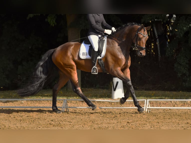 Hannoveraner Wallach 9 Jahre 170 cm Dunkelbrauner in Rostock