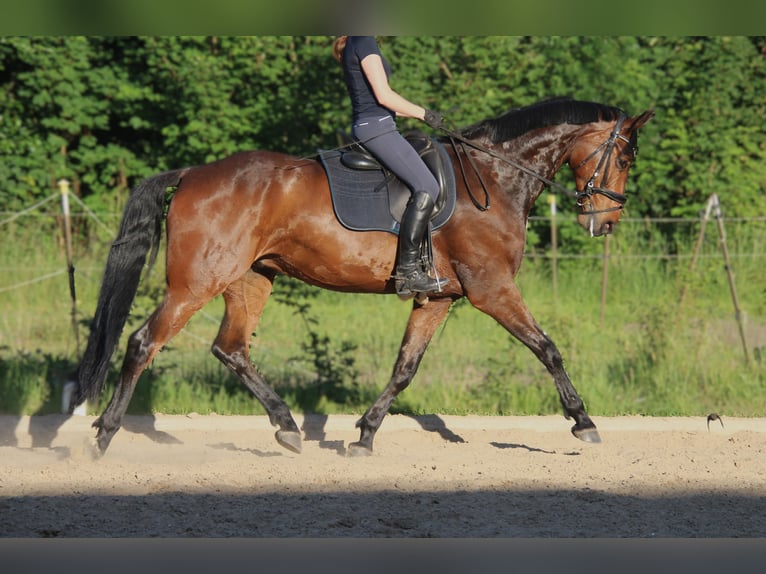 Hannoveraner Wallach 9 Jahre 170 cm Dunkelbrauner in Rostock