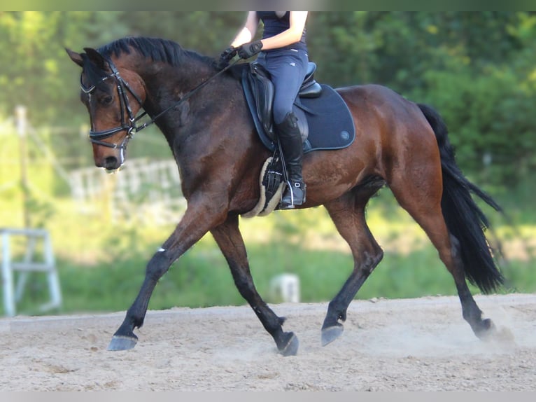 Hannoveraner Wallach 9 Jahre 170 cm Dunkelbrauner in Rostock