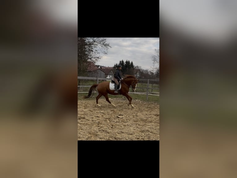 Hannoveraner Wallach 9 Jahre 170 cm Fuchs in Markt Wald