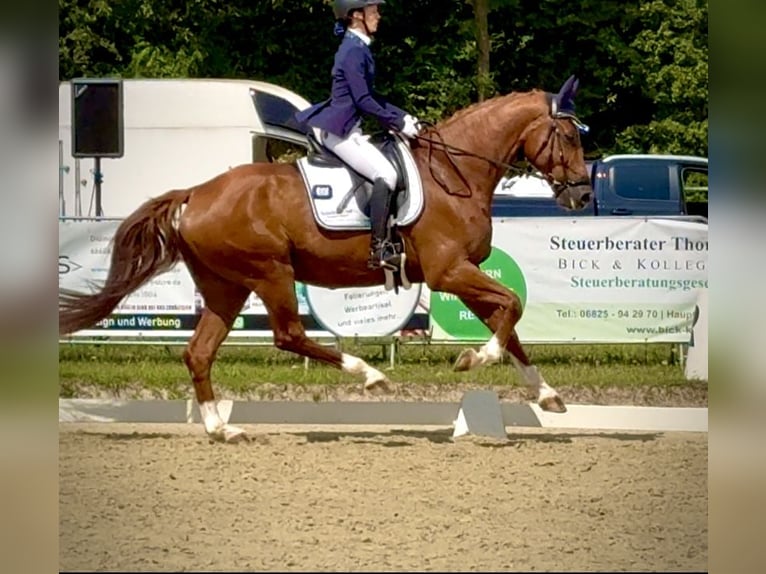 Hannoveraner Wallach 9 Jahre 170 cm Fuchs in Bexbach