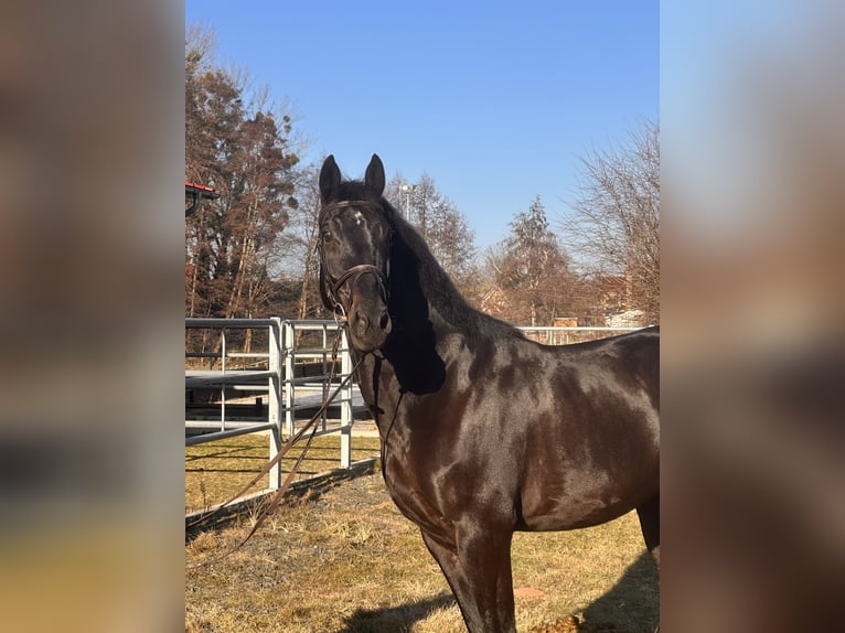 Hannoveraner Wallach 9 Jahre 170 cm Schwarzbrauner in Leipzig