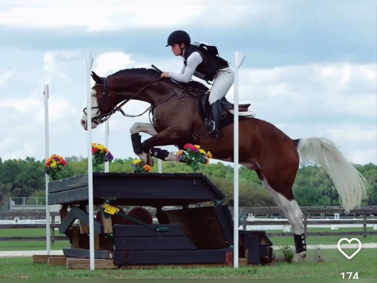 Hannoveraner Wallach 9 Jahre 170 cm Tobiano-alle-Farben in Gent
