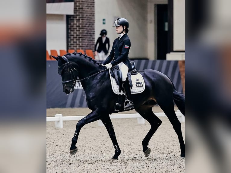 Hannoveraner Wallach 9 Jahre 171 cm  in Ecublens VD