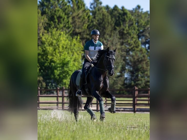 Hannoveraner Wallach 9 Jahre 171 cm  in Lausanne