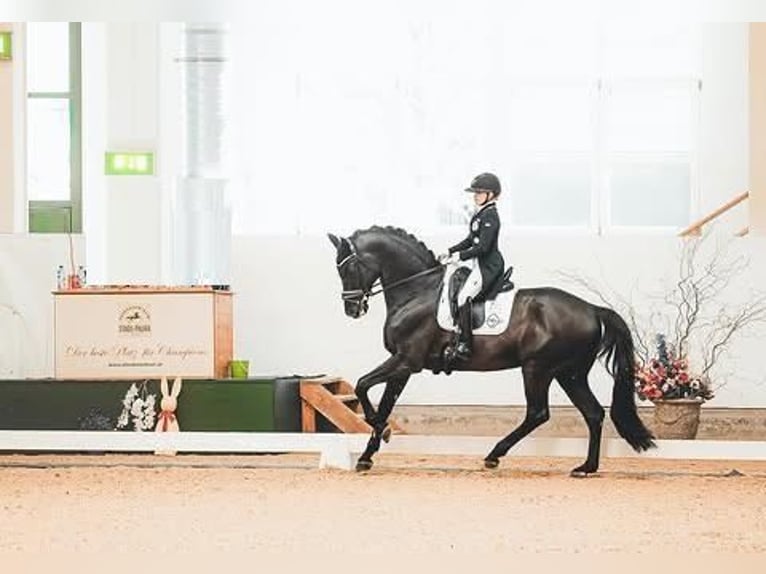 Hannoveraner Wallach 9 Jahre 171 cm  in Nürnberg