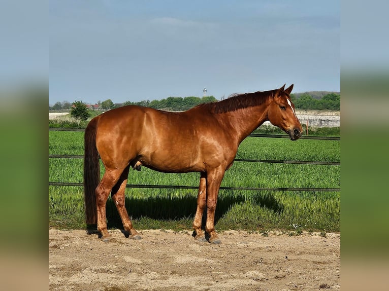 Hannoveraner Wallach 9 Jahre 171 cm Fuchs in Ennigerloh