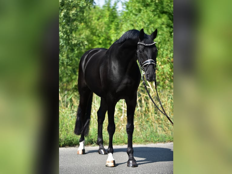 Hannoveraner Wallach 9 Jahre 171 cm Rappe in Csabacs&#x171;d