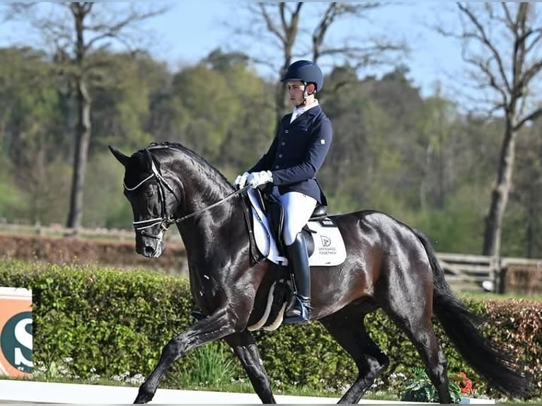 Hannoveraner Wallach 9 Jahre 171 cm Rappe in Rotterdam